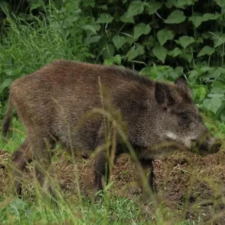 Zselici Barangoló Bárdudvarnok