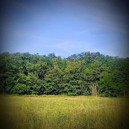 Zselici Barangoló