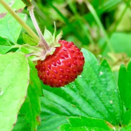 Σαλέ Zselici Barangolo Vendeghaz *