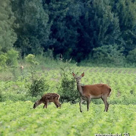 Zselici Barangoló Chalé Bárdudvarnok