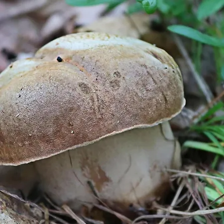 Chalé Zselici Barangoló Bárdudvarnok